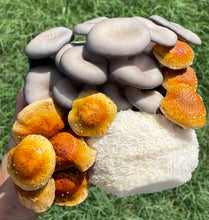 Load image into Gallery viewer, Mixed Gourmet Mushroom Box 1lb(Locals Only)