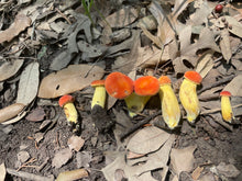 Load image into Gallery viewer, Mushroom Walk-n-Talk