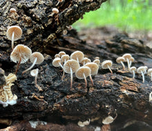 Load image into Gallery viewer, Mushroom Walk-n-Talk