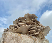 Load image into Gallery viewer, Wild Tx Oyster Mushroom Grow Kit