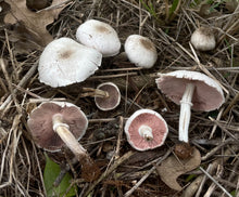 Load image into Gallery viewer, Mushroom Walk-n-Talk