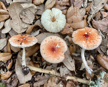 Load image into Gallery viewer, Mushroom Walk-n-Talk