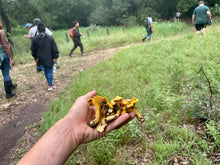 Load image into Gallery viewer, Mushroom Walk-n-Talk