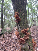 Load image into Gallery viewer, Mushroom Walk-n-Talk