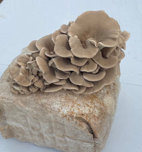 Load image into Gallery viewer, Wild Tx Oyster Mushroom Grow Kit