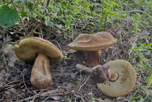 Load image into Gallery viewer, Mushroom Walk-n-Talk