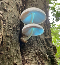 Load image into Gallery viewer, Mushroom Walk-n-Talk