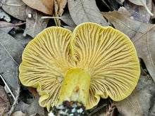 Load image into Gallery viewer, Mushroom Walk-n-Talk