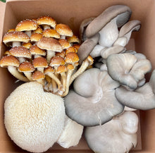 Load image into Gallery viewer, Mixed Gourmet Mushroom Box 1lb(Locals Only)