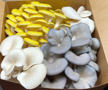Load image into Gallery viewer, Mixed Gourmet Mushroom Box 1lb(Locals Only)