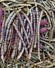 Load image into Gallery viewer, Mesquite Bean Coffee with Lions mane, and Reishi mushrooms 8oz.