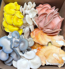 Load image into Gallery viewer, Mixed Gourmet Mushroom Box 1lb(Locals Only)