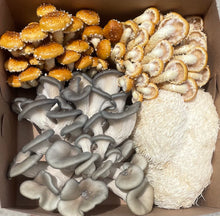 Load image into Gallery viewer, Mixed Gourmet Mushroom Box 1lb(Locals Only)