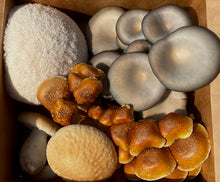 Load image into Gallery viewer, Mixed Gourmet Mushroom Box 1lb(Locals Only)

