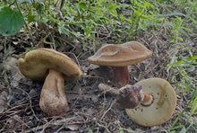 Load image into Gallery viewer, Mushroom Walk-n-Talk

