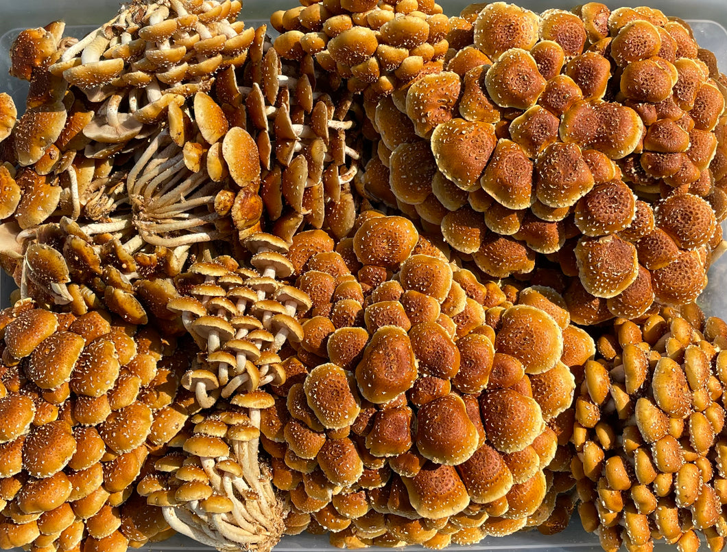 10lbs case Chestnut mushrooms