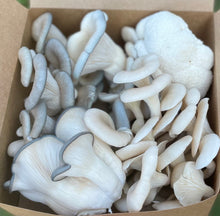 Load image into Gallery viewer, Mixed Gourmet Mushroom Box 1lb(Locals Only)
