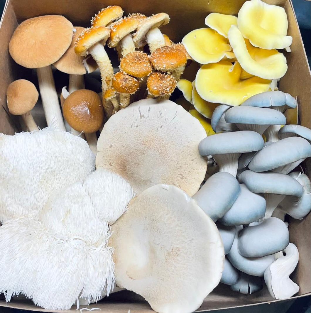 Mixed Gourmet Mushroom Box 1lb(Locals Only)
